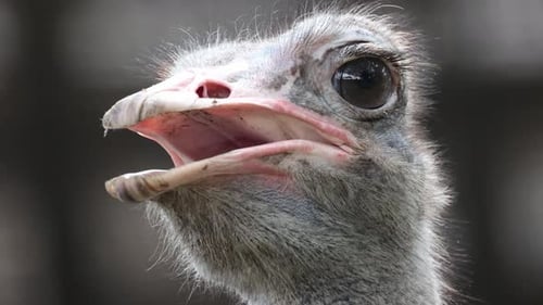 Close up Blue-necked Ostrich