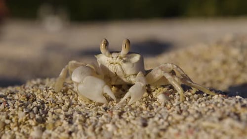 Close Up of a Small Beach Crab Sitting on the Sand and Then Bolting Off in Slow Motion