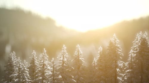 Herrliche Weihnachtsszene im Bergwald. Bunter Sonnenaufgang im Winter