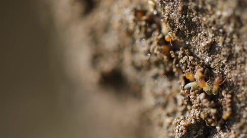 Termites Repairing Mound