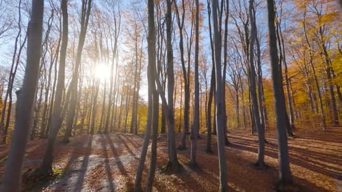 Smooth Flight Between Trees Close to Branches in a Fabulous Autumn Forest