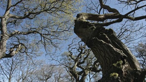 Bare Trees Reaching Up to Blue Sky
