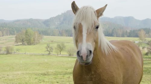 Ein hellbraunes Pferd steht still in der Natur und schaut direkt in die Kamera