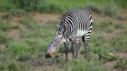 Irritiertes Kapbergzebra