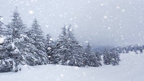 Beautiful Fluffy Snow on Tree Branches