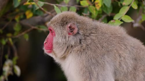 Macaco japonés fotografiado cerca de Kioto, Japón