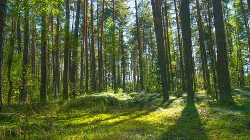Pine forest, time-lapse with crane