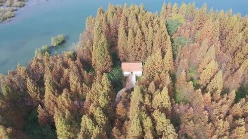Autumn forest