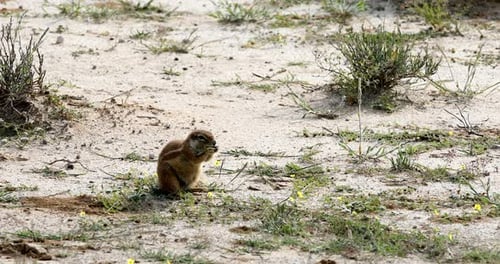 South African ground squirrel Africa wildlife