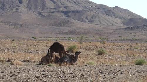 Camels Grazing in a Desert Mountain Landscape