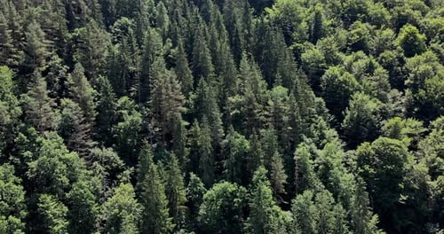 Top View Of The Lush Green Forest Of Pine Trees During Daytime. aerial