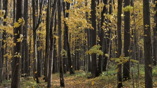 Autumn Forest in a Windy Day, Fall of the leaves.