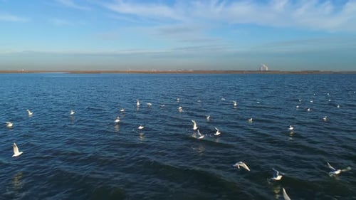 Aerial view of seagulls flying over ocean water, Netherlands.