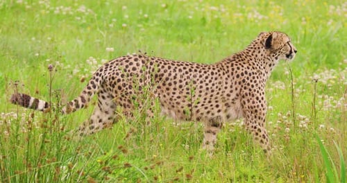 Cheetah Looking Around While Walking in Forest