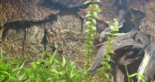 Fish Swimming in an Aquarium with Aquatic Plants