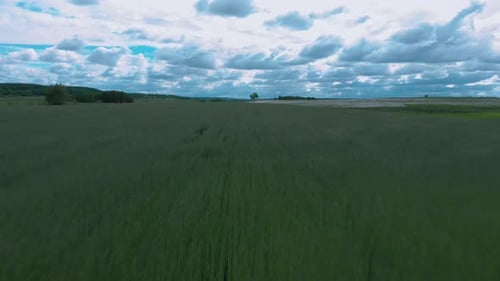 Paysage agricole avec champ de blé vert sur fond de ciel bleu nuageux par temps ensoleillé