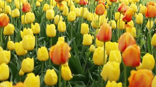 Field of Colorful Tulips Blooming in Spring
