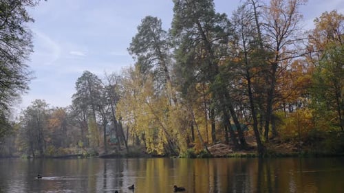 Waterfowl Tranquil Scene Nature in October