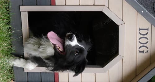 Border Collie Hund in seiner Hundehütte, männlich, Picardie in Frankreich, vertikales Video, Echtzeit 4K
