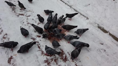 Pigeons in the park