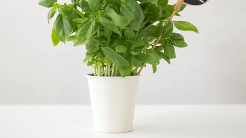 Green Basil Herb with Name Plate in Pot on Table