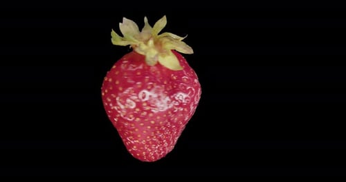 Red Strawberry Rotates Alpha Channel