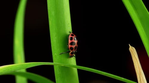 Red and Black Beetle on a Green Stem