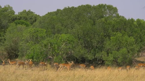 Impalas with calves near green bushes