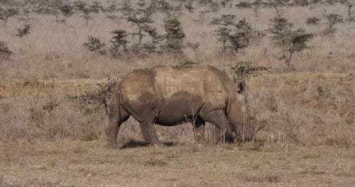 Weißes Nashorn, Ceratotherium Simum, Gehen für Erwachsene, Nairobi Park in Kenia, Echtzeit 4K