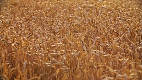 Nature Scenic Wheat Field Sunset (UHD)