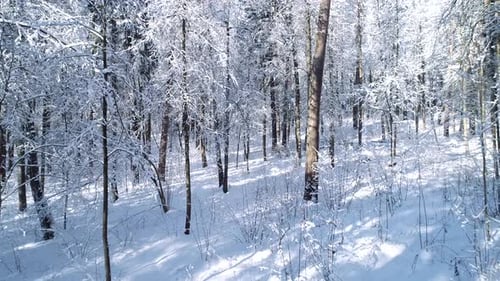 Im Winter im verschneiten Wald zwischen den Bäumen fliegen