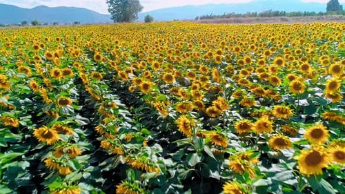 Aerial View of Sunny Sunflower Field