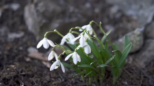 Snowdrop Flowers Blooming in Springtime Sunlight