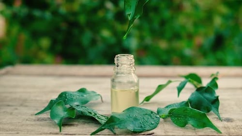 Óleo essencial de tea tree em uma pequena garrafa