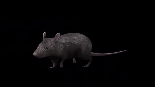 Brown Rat Walk Front Side View