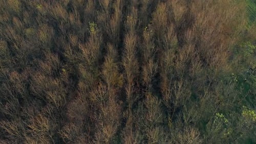 Vue aérienne de la forêt