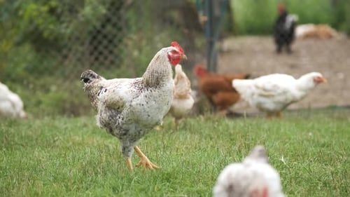 Domestic chicken walking on green grass feeding on rural eco farm.