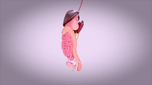 3D Animated Human Internal Organs Rotation for Medical Education