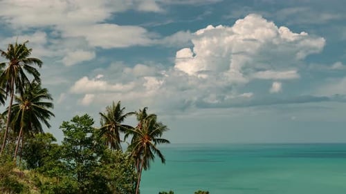 Tropical palms on background on the sky and sea