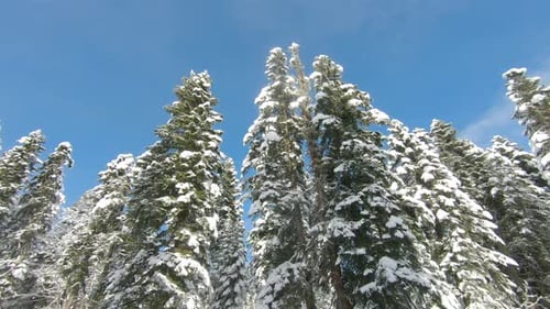 Winter Landscape with a Pine Forest in the Snow