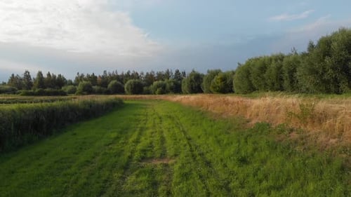 A flight on a meadow among trees