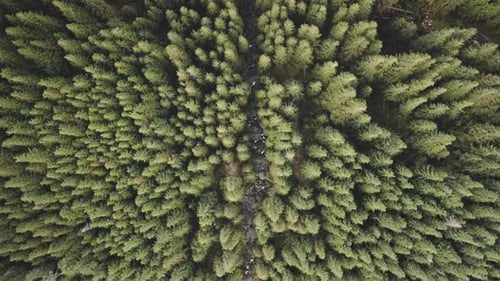 Stone River at Pine Trees Top Down Aerial