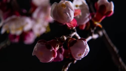 Eröffnung der Frühlingsblumen