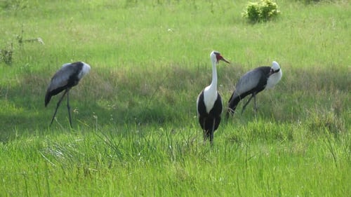 Three wattled crane birds in the meadow
