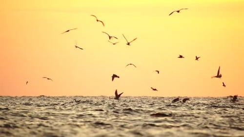 A Flock of Seagulls Fly and Fish in the Sea