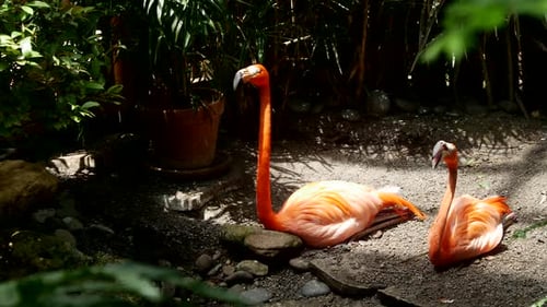 Oiseaux 039