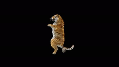 Tiger Tanzen 4K