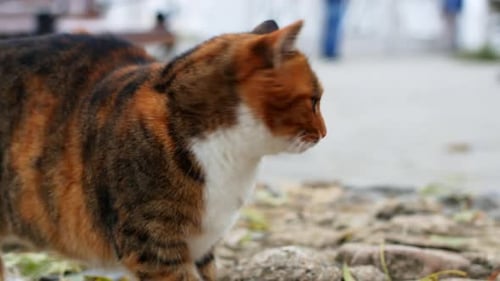Schöne Ingwerkatze sitzt im Herbst auf einer Parkbank. Nahaufnahme einer weißen Ingwerkatze.