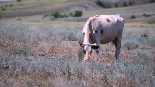 Cows graze in a meadow and eat green grass in hot summer haze