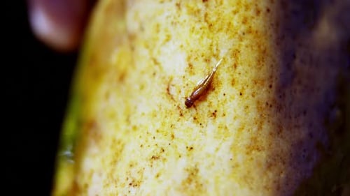 Insect on wet rock